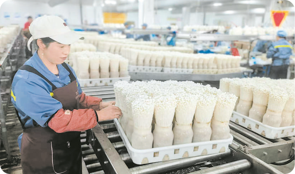 食用菌工厂化生产 科技赋能食品销售新篇章
